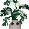 Monstera - 25 cm