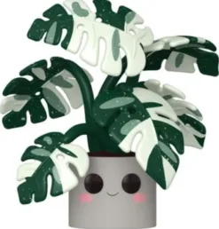 Monstera - 25 cm