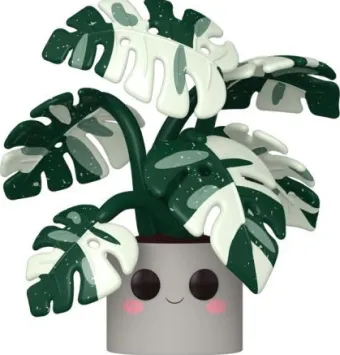 Monstera - 25 cm