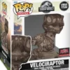 Velociraptor (Fossile) - 15 cm